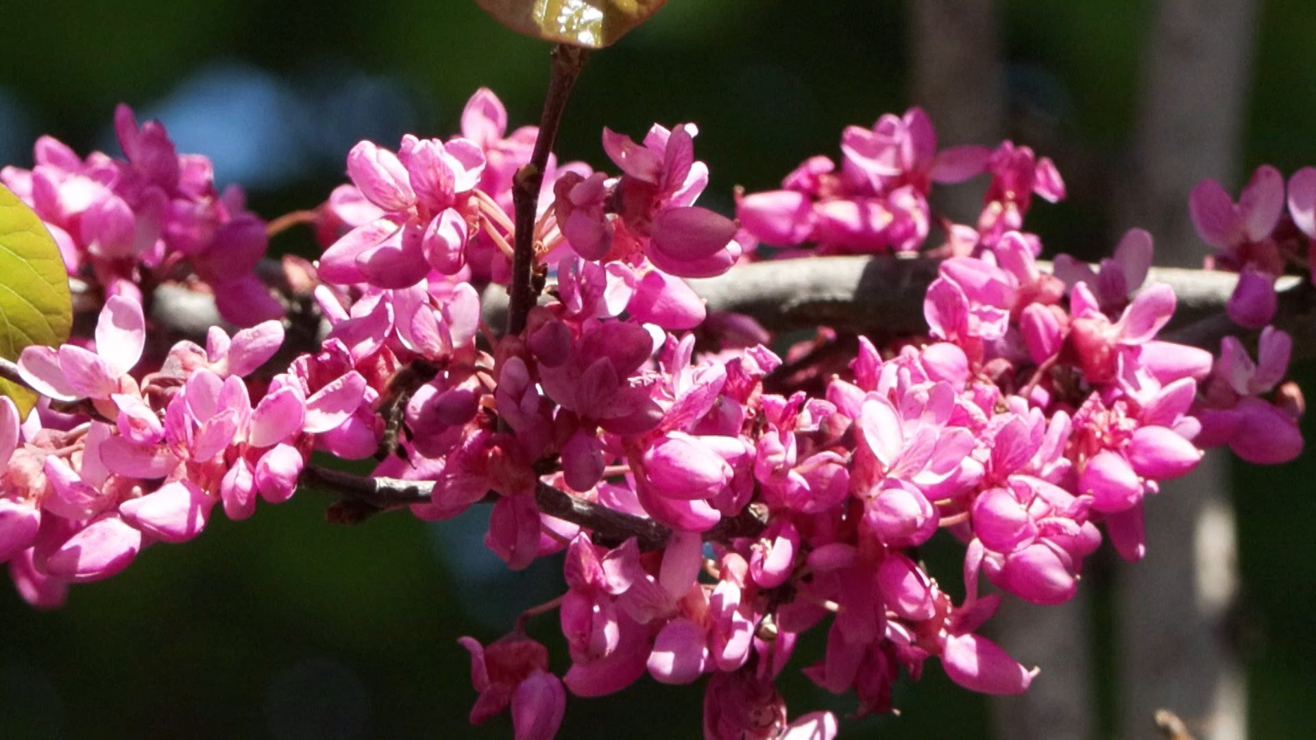 B A H A R I N H A B E R C I S I E R G U V A N L A R I S T A N B U L D A 1279339 380683